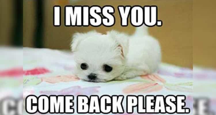 puppy i miss you meme