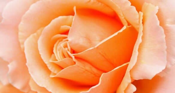 Rose Colour Meanings – 13 Shades And What They Mean