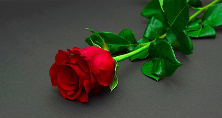22 Rose Color Meanings: What Does Each Shade Symbolize? - Color Meanings