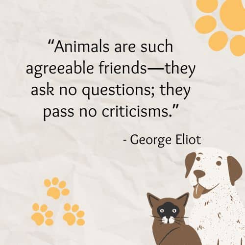 25 Quotes About Pets for Animal Lovers - 6